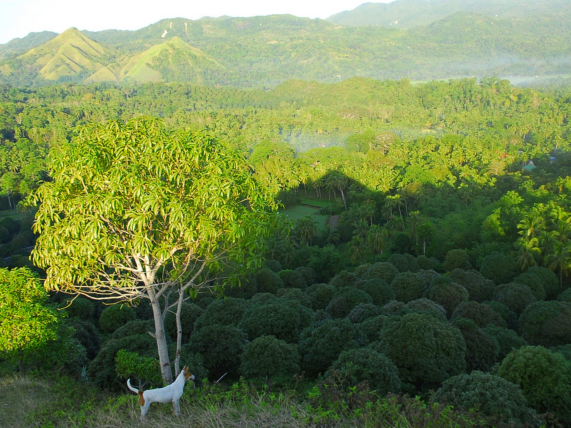 Walking The Talk On Sustainable Furniture & Home Accents