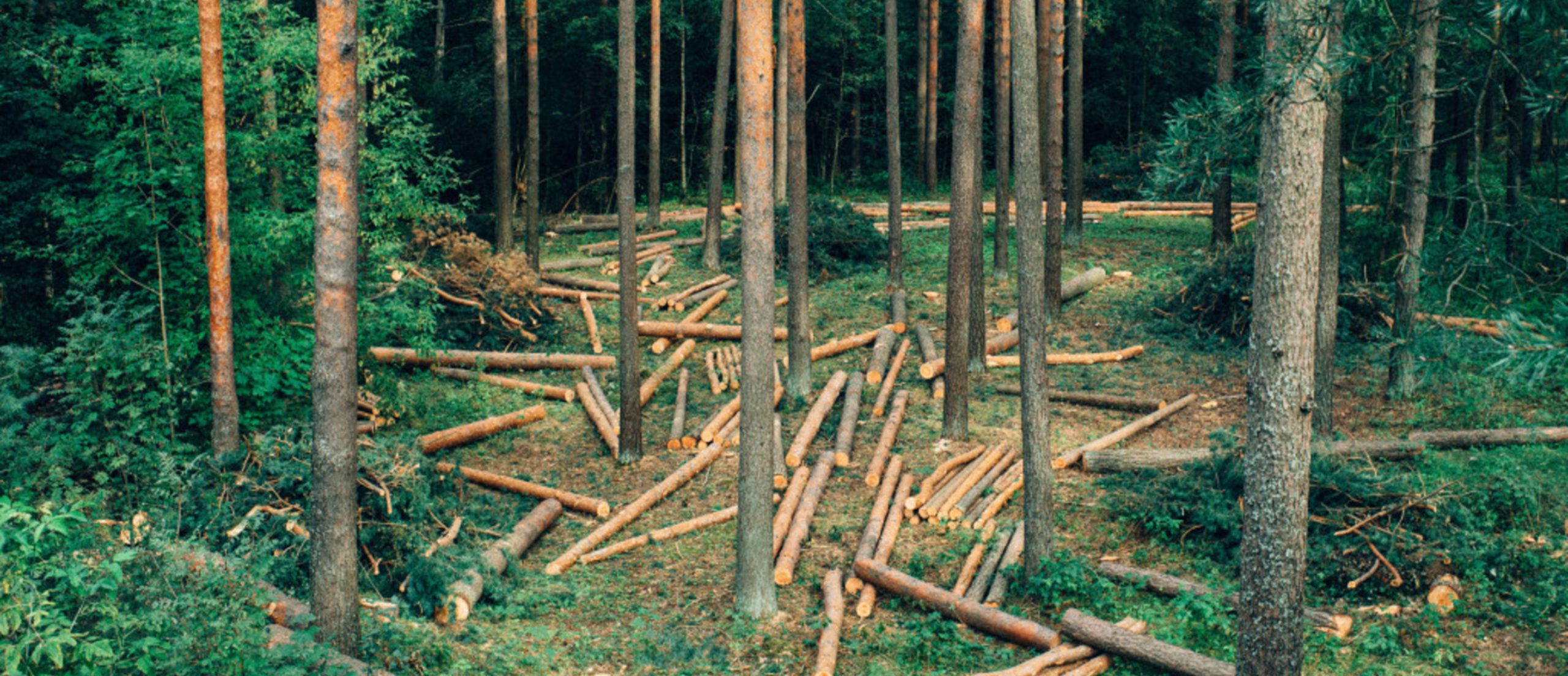 4 Types of Furniture Wood That Satisfy Both Your Decor Needs & the Environment